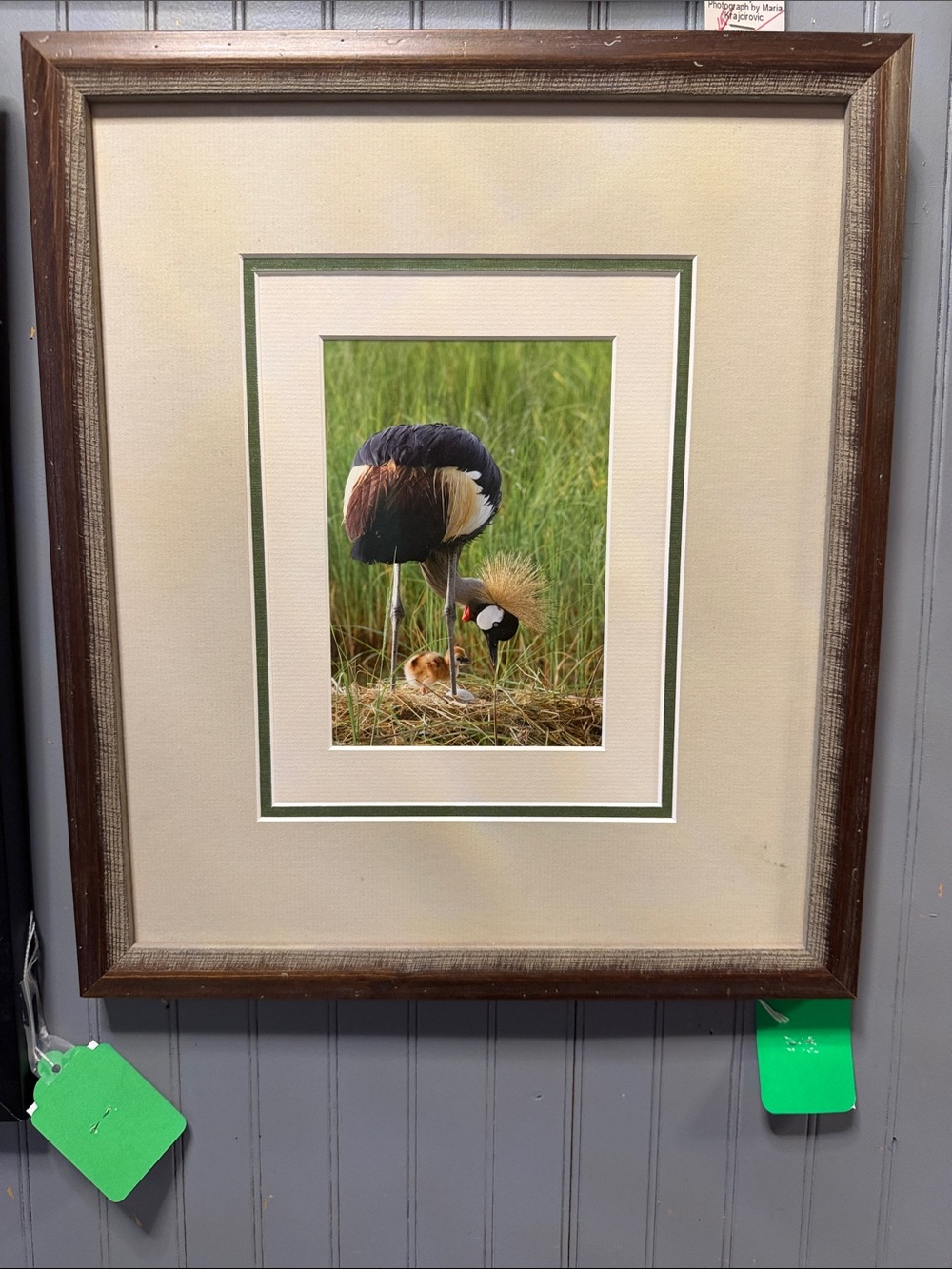 Framed Wall Art - Crowned Crane Photo in Cream and Brown